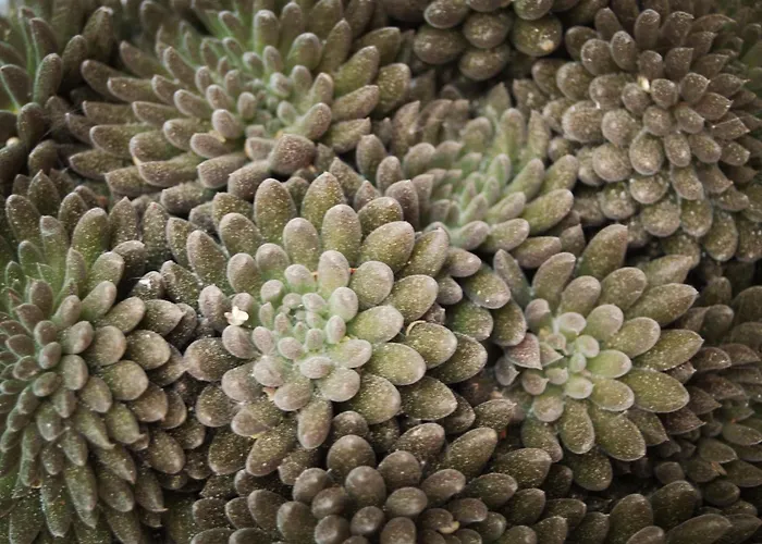 Готель Lavan Левен